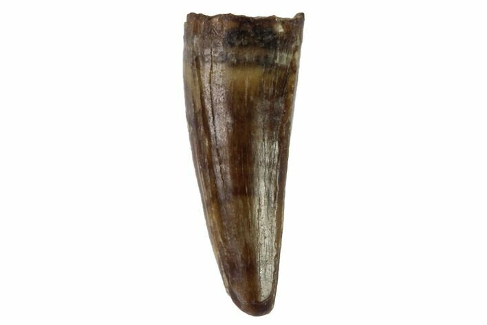 Cretaceous Crocodilian Tooth - Hell Creek Formation #97574